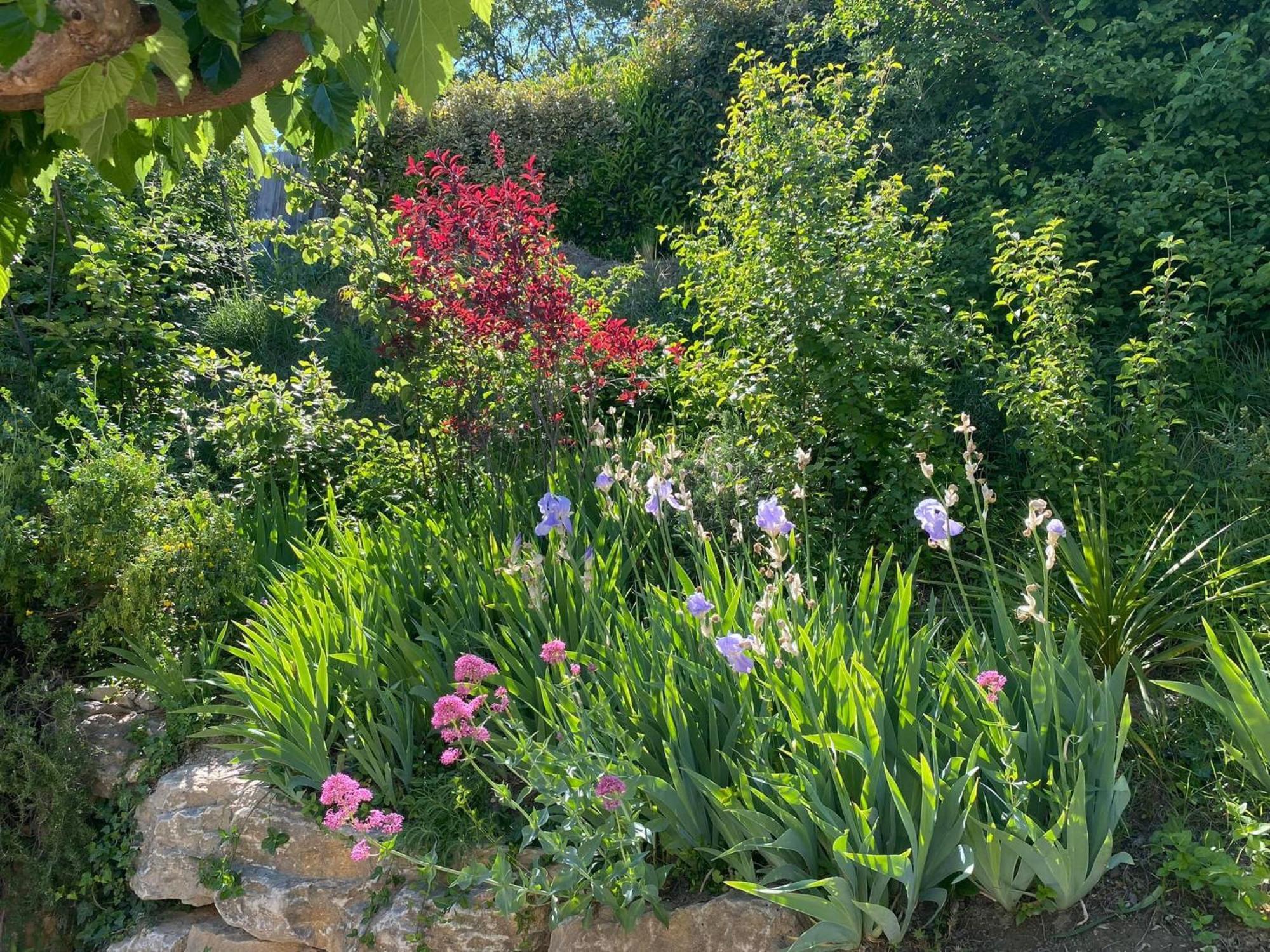 Le Jardin De Lau Villa Aubignan Eksteriør billede